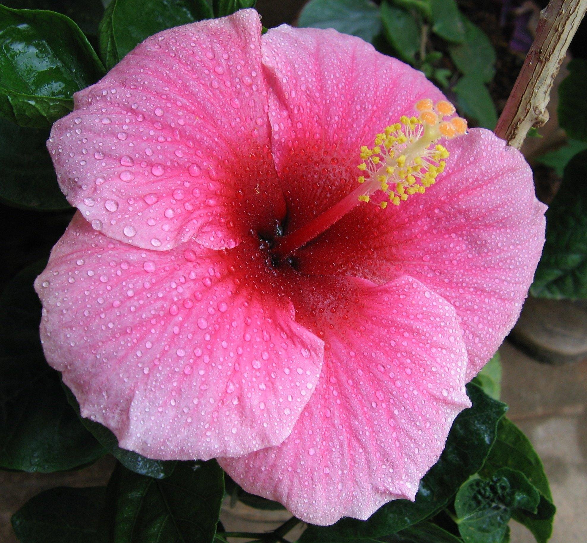 【pink hawaii】 Amazon.com : Hawaiian Pink Hibiscus Cutting 4 Pack : Flowering